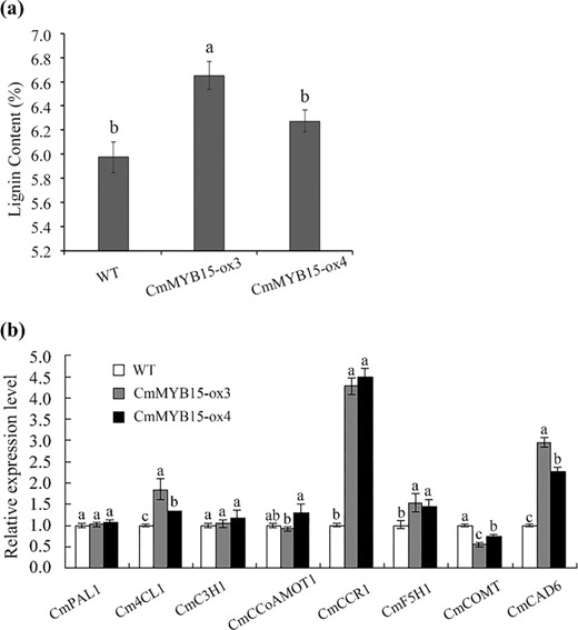 a The lignin content of wild-type and CmMYB15-overexpressing plants, b expression levels of eight lignin biosynthesis genes in wild-type and CmMYB15-overexpressing plants. The bars indicate the standard errors