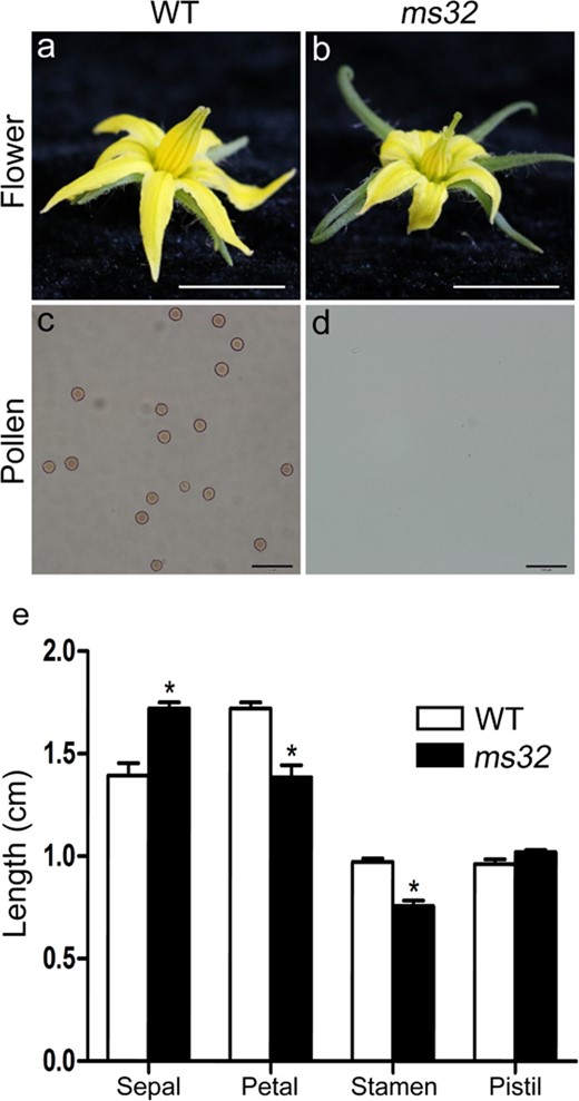 a, b Flower of WT (a) and ms32 plants (b). Scale bars, 1 cm. c, d Analysis of pollen viability by acetocarmine staining of pollen from anthers of WT (c) and ms32 plants (d). Scale bars, 50 μm. e Length of floral organs in WT and ms32 flowers at anthesis. Values represent the means ± SEs. Asterisks indicate a significant difference (p < 0.05) between the WT and ms32 mutant