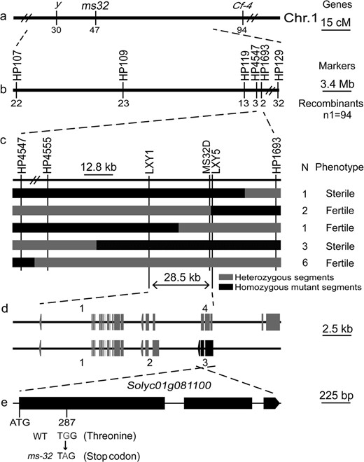 a Genetic position of the ms32 locus on the genetic map constructed by Mutschler et al.29. b Preliminary mapping of the ms32 locus using 94 sterile male plants. c Fine mapping of the ms32 locus. N indicates the number of recombinants. d The annotated genes near the ms32 locus according to ITAG release 3.2. Rectangles and arrows indicate the exons and direction of transcription, respectively. e The exon-intron structure of the coding region of Solyc01g081100 and the sequence polymorphism in the ms32 mutant