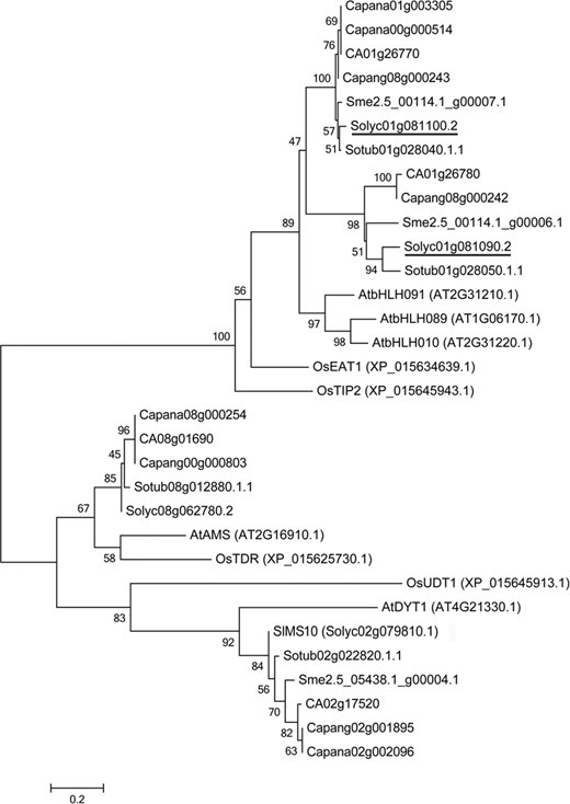 The phylogenetic tree was constructed with the neighbor-joining method by using MEGA6 (Tamura et al., 2013) with 1000 bootstrap replicates, which was based on the full-length deduced amino acid sequences. Solyc01g081090.2 and Solyc01g081100.2 are underlined. At, Arabidopsis thaliana; Ca, Capsicum annuum; Capana, Capsicum annuum var. zunla; Capang, Capsicum annuum var. glabriusculum; Os, Oryza sativa; Sl, Solanum lycopersicum; Sme, Solanum melongena; Solyc, Solanum lycopersicum; Sotub, Solanum tuberosum