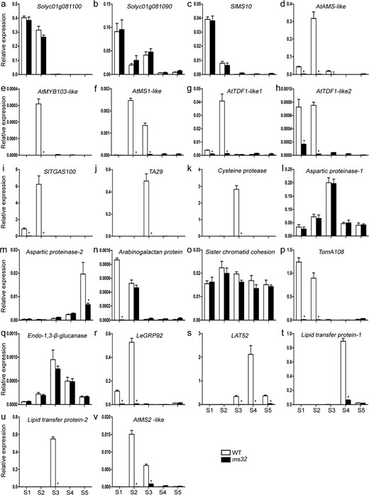 qPCR of the Solyc01g081100 (a), Solyc01g081090 (b), SlMS10 (c), AtAMS-like (d), AtMYB103-like (e), AtMS1-like (f), AtTDF1-like1 (g), AtTDF1-like2 (h), SlGAS100 (i), TA29 (j), cysteine protease (k), aspartic protease-1 (l), aspartic protease-2 (m), arabinogalactan protein (n), sister chromatid cohesion (o), TomA108 (p), endo-1,3-β-glucanase (q), LeGRP92 (r), LAT52 (s), lipid transfer protein-1 (t), lipid transfer protein-1 (u), and AtMS2-like (v) genes. Values represent the means ± SEs. Asterisks indicate a significant difference (p < 0.05) between WT and ms32 plants. S1–S5, flower buds at five stages of anther development. S1, meiosis and tetrad stage; S2, microspore stage; S3, mitotic stage; S4, dehiscence stage; S5, opened flower stage