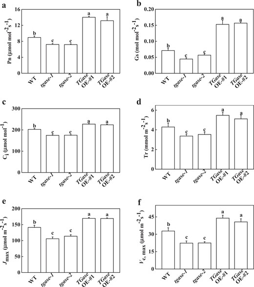Effects of TGase overexpression (OE-#1 and OE-#2) and mutation (tgase-1 and tgase-2) on photosynthesis. Net photosynthetic rate (Pn) (a), stomatal conductance (Gs) (b), intercellular CO2 concentration (Ci) (c), transpiration rate (Tr) (d), maximum ribulose-1,5-bisphosphate (RuBP) regeneration rate (Jmax) (e), and maximum ribulose-1,5-bisphosphate carboxylase/oxygenase (Rubisco) carboxylation rate (Vc,max) (f). Each histogram represents a mean ± SE of three independent experiments (n = 3). Different letters indicate significant differences between treatments (P < 0.05) according to Duncan's multiple range test