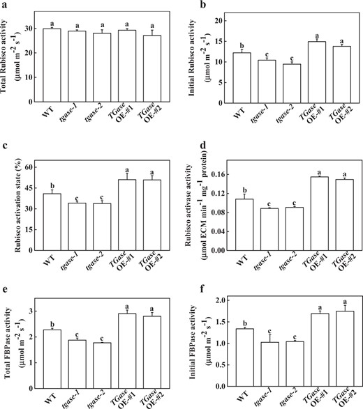 Effects of TGase gene overexpression (OE-#1 and OE-#2) and mutation (tgase-1 and tgase-2) on the total and initial carboxylation activity of Rubisco (a, b), the activation status of Rubisco (c), the activity of Rubisco activase (d), and total and initial activity of fructose-1,6-bisphosphatase (FBPase) (e, f). Each histogram represents a mean ± SE of three independent experiments (n = 3). Different letters indicate significant differences between treatments (P < 0.05) according to Duncan's multiple range test