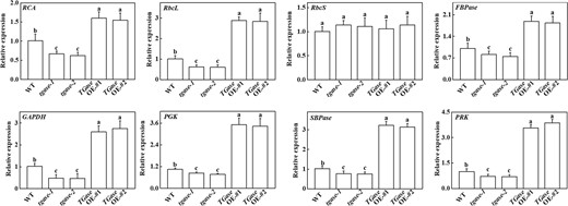 Changes in the expression of Benson–Calvin cycle-related genes in overexpression (OE-#1 and OE-#2) and mutant (tgase-1 and tgase-2) plants. Each histogram represents a mean ± SE of three independent experiments (n = 3). Different letters indicate significant differences between treatments (P < 0.05) according to Duncan's multiple range test