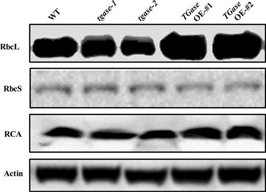 Effects of TGase gene overexpression (OE-#1 and OE-#2) and mutation (tgase-1 and tgase-2) on the protein levels of RuBisCO larger subunit (RbcL), RuBisCO small subunit (RbcS), and RuBisCO activase (RCA)