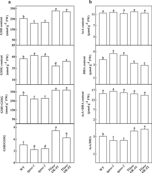 Effects of TGase overexpression (OE-#1 and OE-#2) and mutation (tgase-1 and tgase-2) on the glutathione content (a) and ascorbate content (b). Each histogram represents a mean ± SE of three independent experiments (n = 3). Different letters indicate significant differences between treatments (P < 0.05) according to Duncan's multiple range test