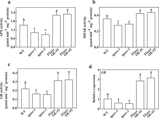 Effects of TGase overexpression (OE-#1 and OE-#2) and mutation (tgase-1 and tgase-2) on the activity of ascorbate peroxidase (APX) (a), dehydroascorbate reductase (DHAR) (b), and glutathione reductase (GR) (c), and on the expression of GR (d). Each histogram represents a mean ± SE of three independent experiments (n = 3). Different letters indicate significant differences between treatments (P < 0.05) according to Duncan's multiple range test