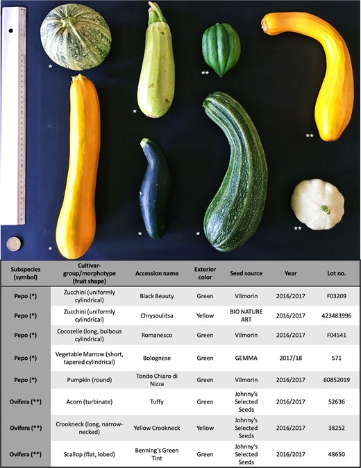 Top, left to right: “Tondo Chiaro di Nizza” (Pumpkin Group), “Bolognese” (Vegetable Marrow Group), “Tuffy” (Acorn Group), “Yellow Crookneck” (Crookneck Group). Bottom, left to right: “Chrysoulitsa” (Zucchini Group), “Black Beauty” (Zucchini Group), “Romanesco” (Cocozelle Group), and “Benning's Green Tint” (Scallop Group). The accession information table is in the lower part, and subspecies pepo and ovifera are indicted by one (*) or two asterisks (**), respectively