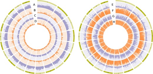 Circos plot showing the genomic distribution of a number of single-nucleotide polymorphisms (SNPs), b frequency of heterozygous SNPs, c frequency of homozygous SNPs for the allele not present in the reference genome, d number of genes, e number of SNPs with a high gene impact like stop codon gaining or frameshifts as predicted by SNPEff, f number of SNPs with a moderate gene impact like non-synonymous aminoacid changes, or non-disruptive frameshift, g linkage disequilibrium, and h genetic diversity. In all cases, 100 kb windows have been used, but for linkage disequilibrium (LD) a 50 kb window was used