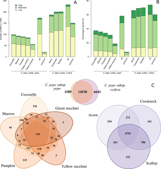 Histograms of the number of SNPs obtained by comparison with reference genome (a) and percentage of genes with SNPs (b) for each morphotype classified according to their predicted effect. For each subspecies, the number of all and common SNPs/genes when considering all of the accessions. Venn diagrams (c) showing the number of genes with and SNPs with high or moderate effect when comparing both subspecies and when comparing morphotypes within subspecies