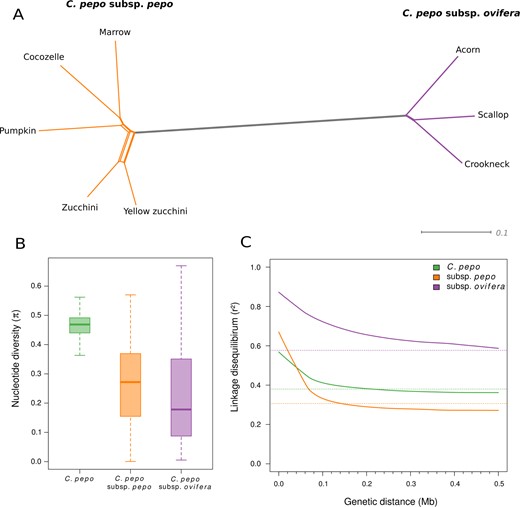 a Phylogenetic network showing the relationship among the eight Cucurbita pepo accessions. b Boxplot of genetic diversity (π) of 1 kb windows and c linkage disequilibrium (r2) for the species, using all accessions, and for each subspecies. Horizontal dashed lines show the background linkage disequilibrium