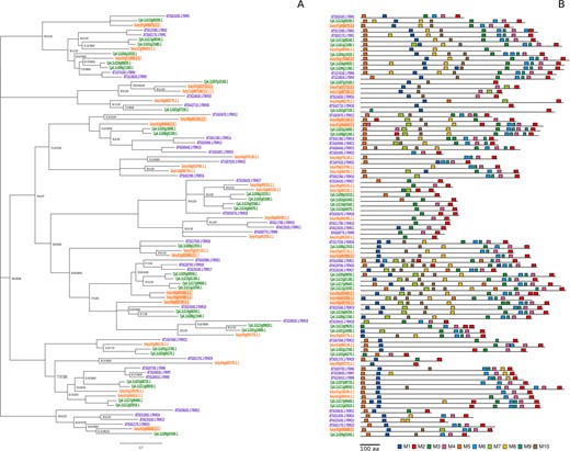 a Unrooted maximum-likelihood tree of Cucurbita pepo (purple), Arabidopsis thaliana (green), and Solanum lycorpersicum (red) orthologs containing a Tonneau recruiting motif. Node support expressed as Shimodaira–Hasegawa approximate likelihood -ratio (SH-aLRT) support (%)/a Bayes support/ultrafast bootstrap support (%). Nodes with a SH-aLRT lower than 70 have been collapsed with their parent node. Labels of nodes with a 100/1/100 support have been omitted for clarity. b Distribution of conserved motifs for each of the orthologs containing a Tonneau recruiting motif found by MEME. Sequences showing a M10 motif are likely to interact with OVATE