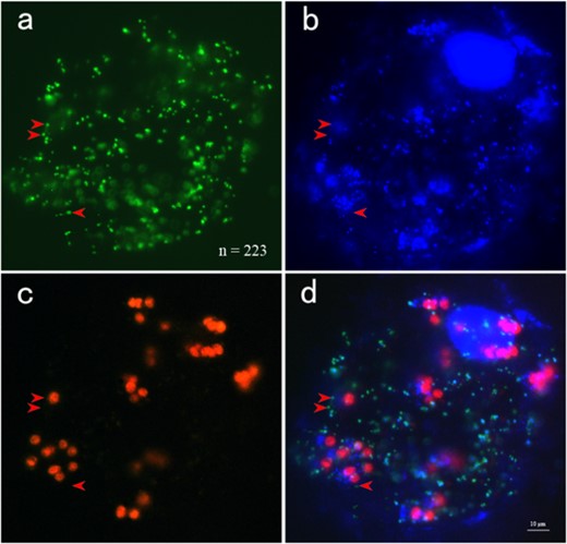 Leaves of melon transformed with a mitochondrially targeted GFP (35S-coxIV-GFP) were stained with DAPI and visualized at excitation wavelengths for green fluorescent protein (a) and DAPI (b). The number of mitochondria was 223, as determined by ImageJ software. Red autofluorescence was observed from the chloroplasts (c). It is clear that mtDNA signals were not present in a portion of the mitochondria after image merging (d). The red arrows highlight mitochondria without mtDNA signals. Bar = 10 μm