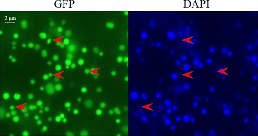 Leaves from transgenic melon with mitochondrially targeted GFP (35S-coxIV-GFP) were stained with DAPI and visualized at excitation wavelengths for green fluorescent protein (left) and DAPI (right). It is clear that mtDNA signals were not present in a portion of the mitochondria. The red arrows highlight mitochondria without mtDNA signals. Bar = 2 μm