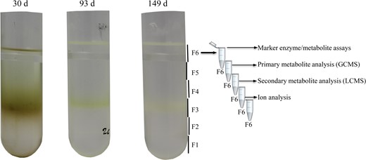 The three gradients represent the three distinct growth stages of apple fruit development at 30, 93, and 149 d after full bloom. A total of six fractions (F1 to F6) were considered in this study. Each fraction was aliquoted and used for various marker assays, primary and secondary metabolite analysis, and ion analysis