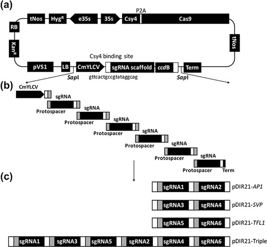 a The structure of the direct cloning binary vector pDIR21 was designed to speed up the cloning process of sgRNA and the transformation elements with CRISPR/Cas9. tNOS, CaMV poly(A) signal; Hyg hygromycin B phosphotransferase, e35s enhanced CaMV 35S promoter, 35s CaMV 35S promoter, Csy4 RNA endoribonuclease Csy4 from Pseudomonas aeruginosa, P2A self-splicing 2A Peptide derived from Porcine teschovirus-1, Cas9 Cas9 endonuclease, CmYLCV Cestrum yellow leaf curling virus promoter, sgRNA single guide RNA targeting specific sequence of genome locus, Csy4-binding site, a 20 bp sequence of Csy4 recognized hairpin structure, ccdB, lethal gene in E. coli. b Illustration of cloning of multiplexed sgRNA cassettes into the CRISPR/Cas9 binary vector by the Gibson assembly method. The 20nt protospacer sequences are overlapping regions for assembly, shown as gray boxes. c Overall structure of the multiplexed sgRNAs in intermediate vectors for targeted deletion of AP1, SVP, and TFL1 in Arabidopsis