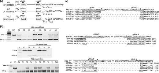 a Map of three floral genes targeted for deletion using a pair of sgRNAs each. sgRNA sites are shown as black lines. Arrowheads represent the primers used to detect the deletions. b Lengths of PCR products from wild-type loci and the targeted deletions of AP1, SVP, and TFL1. c DNA sequences of representative deletion products. The sequence of the unmodified locus for each of the three genes is shown on the top. sgRNA target sites are underlined, and PAM sequences are in bold. Cleavage sites are shown as black arrowheads. Deleted sequences are shown with dots