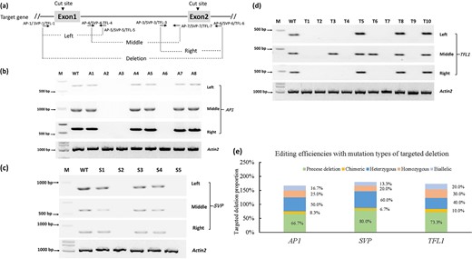 a Primer sets were used to amplify the editing regions between two DSBs in AP1, SVP, and TFL1 separately. b–d Agarose gel electrophoresis of the fragments of targeted genes. The absence of all three fragments indicated plants with homozygous deletions. WT wild type. e Efficiencies of targeted deletion with different mutation types in T1 plants