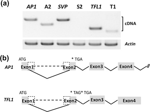 a Agarose gel electrophoresis of the targeted deletion gene mRNA transcripts from T1 events by RT-PCR. We used Actin as an internal control. b Schematic representation of the transcripts produced by AP1 and TFL1 deletion