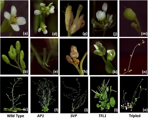 a–c Wild-type Arabidopsis. d–fAP1 mutants with strong branching characteristics and doubled or tripled carpels fused together. g–iSVP mutants with increased branching and obvious fourth-order branching showed decreased fruit number and floral abortion. j–lTFL1 mutants with dwarf determinate inflorescences, doubled carpels and increased petal numbers. m–o The floral development of the triple-gene mutant with aborted determinate inflorescences. All plants were grown for 40 days