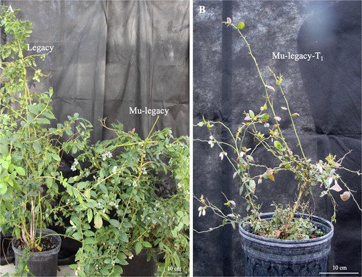 a Six-year-old Mu-legacy and ‘Legacy’ plants in October 2017. b One of the six 4-year-old Mu-legacy-T1 plants in October 2016. No flower bud break was observed in the ‘Legacy’ plant; in contrast, for both Mu-legacy and Mu-legacy-T1 plants, flowers and fruits were observed