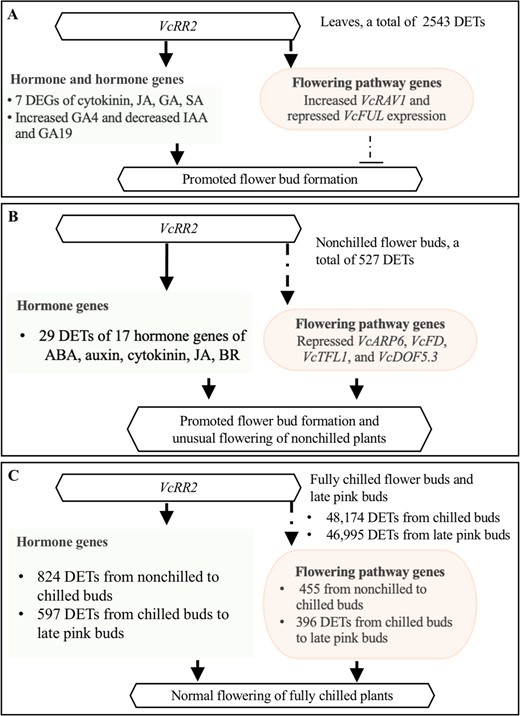 a The differential expressed transcripts (DETs) of hormone genes (compared with ‘Legacy’) and the changed contents of GAs in leaves could be responsible for the promoted flower bud formation. b In total, 29 DETs of 17 hormone genes played a major role in stimulating the flower bud break and unusual flowering of the Mu-legacy plants under nonchilling conditions. c Normal flowering of the Mu-legacy plants after full chilling was driven by the DETs of both hormone and flowering pathway genes