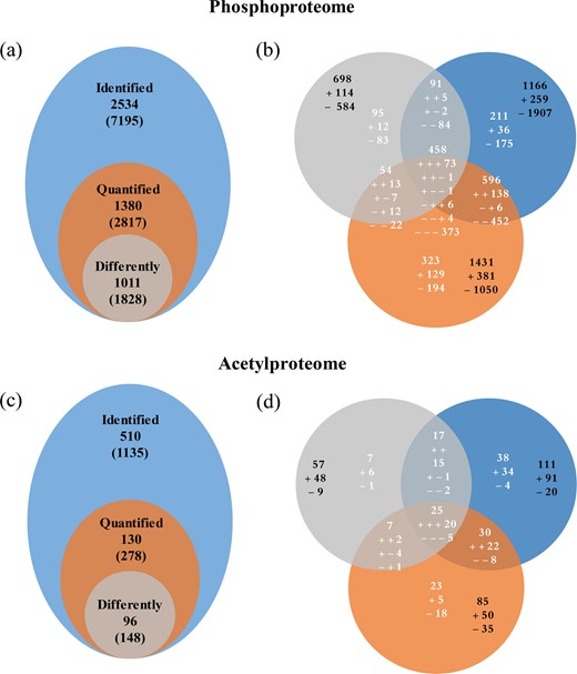 The number of identified and quantified phosphoproteins and phosphosites (a) and acetyl proteins and acetyl sites (c) in grape leaves following exposure to temperatures of 35 °C, 40 °C, and 45 °C as well as differently changed protein phosphosites (b) and acetyl sites (d) at 35 °C, 40 °C, and 45 °C. The numbers outside of parentheses indicate phosphoproteins or acetyl proteins, and the numbers inside parenthesis indicate phosphosites or acetyl sites. The “ + ” and “−” indicate upregulated and downregulated sites, respectively, and the black numbers indicate the total number of upregulated or downregulated sites at 35 °C, 40 °C, and 45 °C