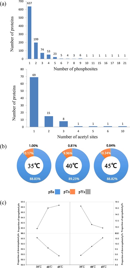The number of phosphoproteins according to the number of identified phosphosites and acetyl sites (a). Distribution of differently changed phosphosites at 35 °C, 40 °C, and 45 °C in grape leaves (b, c). pS phosphorylated serine, pT phosphorylated threonine, pY phosphorylated tyrosine