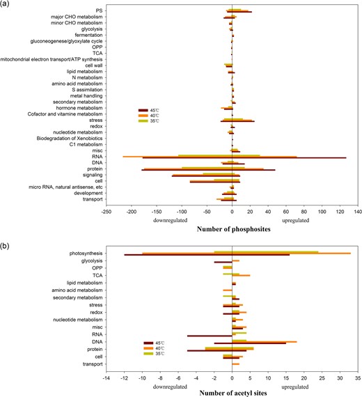 Main biological processes associated with proteins with differentially changed phosphosites (a) and acetyl sites (b) at 35 °C, 40 °C, and 45 °C in grape leaves. The x-axis indicates the number of upregulated (right) and downregulated (left) phosphosites