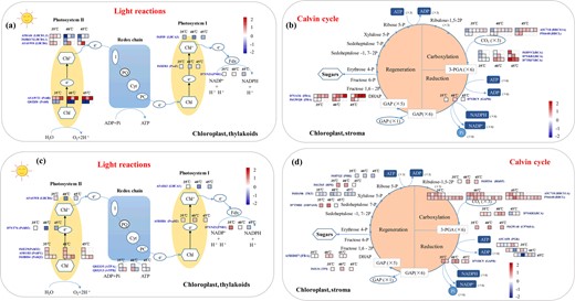 Changes in phosphorylation levels (a) and acetylation levels (c) of proteins related to the light reactions of photosynthesis at 35 °C, 40 °C, and 45 °C in grape leaves. Changes in phosphorylation levels (b) and acetylation levels (d) of proteins related to the Calvin cycle of photosynthesis at 35 °C, 40 °C, and 45 °C