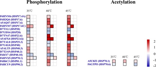 Phosphorylation and acetylation changes in heat shock protein (HSPs) at 35 °C, 40 °C, and 45 °C in grape leaves