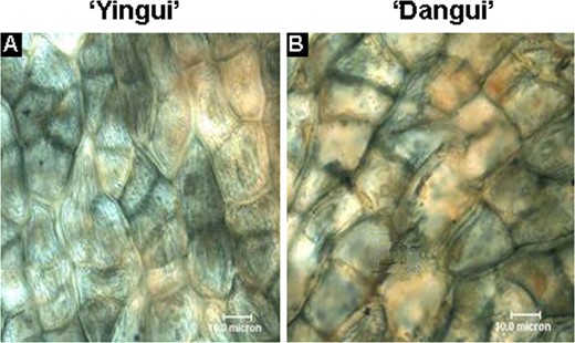 Manual section results of flower petals. a ‘Yingui’ and b ‘Dangui’