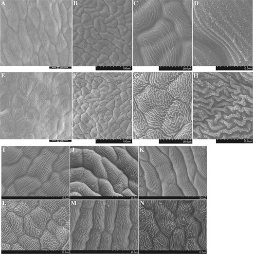 a–d are full flowering stage petals of ‘Dangui’; e–h are full flowering stage petals of ‘Yingui’. a and e are results of ESEM; b–d, f–h are results of cryo-SEM; i–k are full flowering stage petals of three Dangui group cultivars. i ‘Zhushagui’, j ‘Yingye Dangui’, k ‘Zuijihong’; l–n are full flowering stage petals of three Yingui group cultivars. l ‘Zi Yingui’, m ‘Zaohuang’, n ‘Wan Yingui’