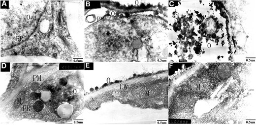 a–c are ground petal tissues of ‘Yingui’ in the full flowering stage; d–f are ground petal tissues of ‘Dangui’ in the full flowering stage. ER endoplasmic reticulum, G Golgi apparatus, M mitochondrion, CW cell wall, O osmiophilic globules, PM plasma membrane