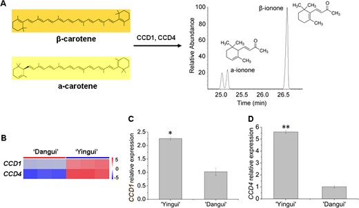 a CCD1 and CCD4 can cleave α-carotene and β-carotene into ionones; bCCD1 and CCD4 expression profiles from RNA-Seq; c qRT-PCR results for the CCD1 and CCD4 genes. The qRT-PCR data represent the means ± SD of the three replicates from three independent experiments. *P < 0.05, **P < 0.01