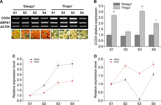 ACTIN transcripts were amplified as an internal control. a RT-PCR detection of ERF61 and CCD4 transcripts in different flowering stages of ‘Dangui’ and ‘Yingui’; b qRT-PCR analysis of CCD4 transcripts in different flowering stages of ‘Dangui’ and ‘Yingui’; c qRT-PCR analysis of ERF61 and CCD4 transcripts in S1–S4 of ‘Yingui’; d qRT-PCR analysis of ERF61 and CCD4 transcripts in S1–S4 of ‘Dangui’. The qRT-PCR data represent the means ± SD of the three replicates from three independent experiments. *P < 0.05, **P < 0.01