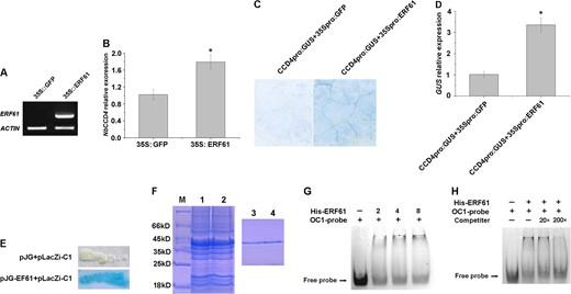 a RT-PCR detection of the ERF61 transcripts in tobacco leaves after coinfiltration with Agrobacteria carrying 35S:GFP and 35S:ERF61. b qRT-PCR analysis of the NbCCD4 transcript levels in the control (35S:GFP) and transiently transformed tobacco leaves (35S:ERF61). cCCD4 promoter activity in tobacco leaves after coinfiltration with Agrobacteria carrying the 35S:ERF61 and CCD4Pro:GUS vectors. Leave coinfiltration with Agrobacteria carrying 35S:GFP and CCD4Pro:GUS vectors was used as a control. d qRT-PCR analysis of GUS transcript levels in tobacco leaves after coinfiltration with Agrobacteria carrying 35S:ERF61 and CCD4Pro:GUS. Leave coinfiltration with Agrobacteria carrying 35S:GFP and CCD4Pro:GUS was used as a control. e β-Galactosidase activation was detected in yeast cotransformed with the pJG-ERF61 and pLacZi-C1 vectors. Yeast cotransformed with pJG and pLacZi-C1 was used as a control. f SDS-PAGE of proteins extracted from the cultured control E. coli cells transformed with ERF61-containing vectors (1 and 2 are two replicates) and SDS-PAGE of purified ERF61 recombinant protein by affinity chromatography (3 and 4 are two replicates). g, h Binding activity of ERF61 to the OC1-box element. g 0, 2,4, and 8 µg of ERF61 protein was added. h Competitors were added in 20- and 200-fold molar excess