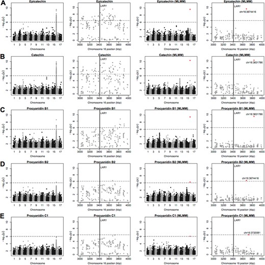 Manhattan plots showing the results of GWAS for epicatechin a, catechin b, Procyanidin B1 c, Procyanidin B2 d, and Procyanidin C1 e. Within each row, the first and second panels show the results of GWAS performed as a series of single-locus tests at the genome-wide and chromosomal scales, respectively. The third and fourth panels show the results of the MLMM GWAS at the genome-wide and chromosomal scales, respectively. A vertical line indicates the location of the LAR1 gene. The red dots are the most significant SNPs identified using MLMM