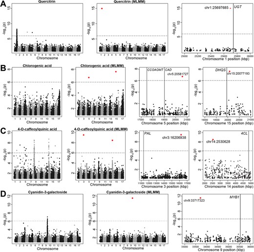 Manhattan plots showing the results of GWAS for quercitrin a, chlorogenic acid b, 4-O-caffeoylquinic acid c, and cyanidin-3-galactoside d. Within each row, the first panel shows the results of GWAS performed as a series of single-locus tests. The subsequent panels show the results of the MLMM GWAS at the genome-wide and chromosomal scales. A vertical line indicates the location of candidate genes. The red dots are the most significant SNPs identified using MLMM