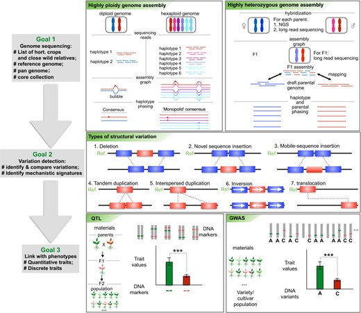 The first goal of HPGP is to generate all reference genome sequences for horticultural plants, after which pan-genomes and core collections will be generated as a gene bank for horticultural plants. Two recently developed methods would be applied to decode the highly ploidy and highly heterozygous horticultural genomes. The second goal is to detect the various genomic variations within a pan-genome. In addition, the mechanistic signatures leading to the variations would be explored. The third goal is to link the phenotypes with the genomic regions. Two methods would be applied: the quantitative trait locus (QTL) method to correlate genomic variations with a quantitative trait and the genome-wide association study (GWAS) method to associate genomic variation with many genomic variations from different individuals ***p < 0.001