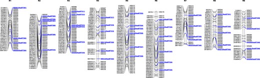 Blue colored SNP locus denotes the markers used for KASP validation