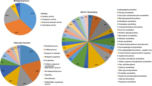 The Gene ontology analysis results illustrating the involvement of SNPs in vital biological process (a), molecular functions (b) and KEGG metabolisms (c)