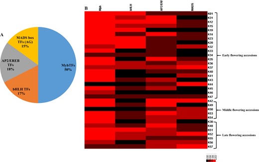 The percentage of TFs related SNPs associated with flowering (a) and the heat map illustrating the individual TFs related SNPs associated with flowering identified in the early, middle, and late flowering accessions of radish inbred lines (b)