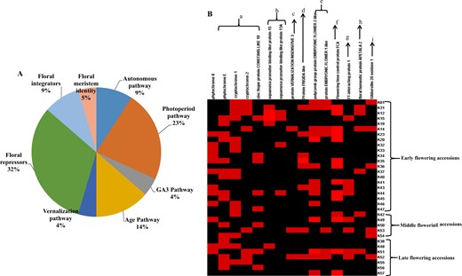 The overview of flowering associated SNPs related to different flowering pathways (a). SNPs identified in flowering related genes, floral integrators, and repressors involved in the vital flowering pathways are represented as a, photoperiod pathway; b, age pathway; c, vernalization pathway; d and e, floral repressors; f, autonomous pathway; g, floral integrators; h, floral meristem identity; i, gibberellin pathway in the early, middle, and late flowering accessions of radish inbred lines (b)