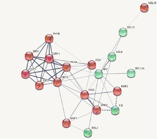 The red spheres denote cluster 1 and green spheres represents cluster 2. The strong weighted lines represents strong interaction between the proteins and the dashed lines denotes the weaker interactions. The clusters have been generated using Kmean clustering algorithm from STRING database