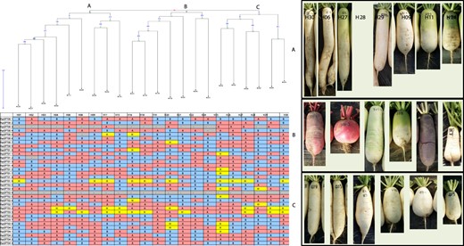 The genotype data and phylogenetic tree of the inbred lines along with the phenotype. Only a portion of the results are shown due to the crude data size