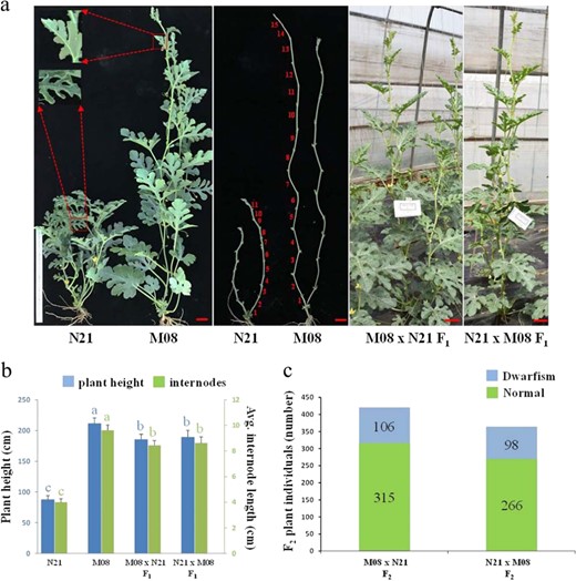 a Morphological characterization of four watermelon lines. Magnified views of unexpanded leaves in two parental lines show different morphological types of leaf margins. The numbers in red represent internodes in the main stems. Bar = 5 cm. b The plant height and internode length of four watermelon lines. The blue and green bars represent plant height (five individuals for each line) and average internode length (22 internodes for each individual) data, respectively. The data are presented as the mean ± SD. Duncan's test was conducted for statistical analysis. Different letters refer to significance at p < 0.05. c The number of dwarf and normal phenotype individuals in reciprocally crossed F2 segregation populations.