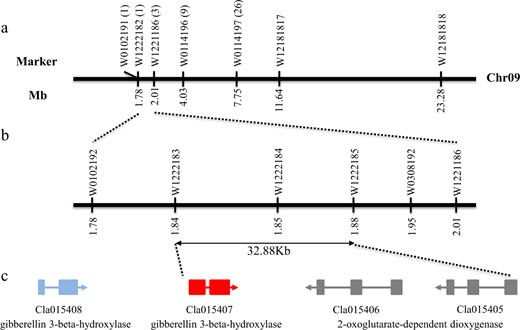 a Primary mapping of Cldf. The Cldf gene was preliminarily located between markers W1222182 and W1221186 on chromosome 09. The numbers within brackets indicate the number of recombinants between markers and phenotypes. b Fine mapping of the Cldf gene. Gene Cldf was finally delimited in a 32.88 kb region between markers W1222183 and W1221185. Marker W1221184 cosegregates with the phenotypes. c Schematic diagram of predicted genes. Three genes were annotated in the mapping interval, and the GA3ox homolog Cla015407 (in red) encoding a gibberellin 3β-hydroxylase was considered the most possible candidate gene. Another flanking GA3ox homolog outside the mapping region, Cla015408, was marked in blue.