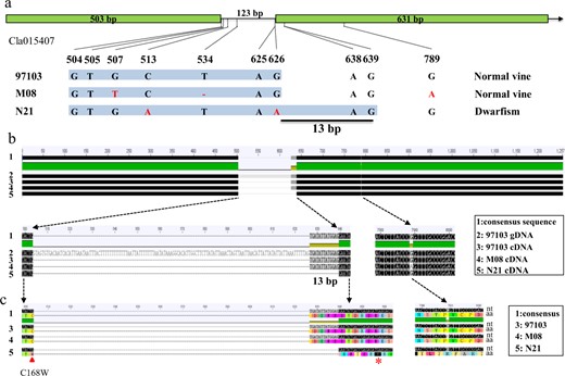 a Schematic diagram of genomic variations of Cla015407 among three genotypes. The physical positions of four SNPs and one indel between two parental lines are presented. The third SNP (G to A) in line N21 is predicted to lead to a 13 bp deletion in the coding sequence of Cldf. b Sequence alignment of the coding sequence of Cla015407 among the three genotypes. The 13 bp deletion was confirmed in the cDNA in line N21. c Alignment of predicted amino acid sequences of Cla015407 among three genotypes. The translation frameshift started at the 168 residue (C to W). A premature stop codon in Cldf resulted in a truncated protein with only 173 amino acid (aa) residues. The synonymous mutation in the exon with no aa conversion is also represented.
