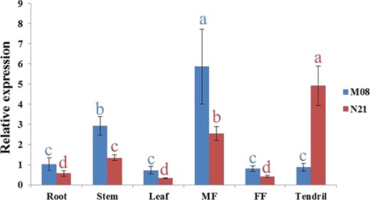 The transcriptional level of the respective gene in roots (M08) was set to a value of 1 and used as a reference. The data are shown as the mean ± SD. Different letters refer to significance at p < 0.05 (Duncan's test). FF = female flowers; MF = male flowers.